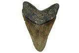 Fossil Megalodon Tooth - North Carolina #355829-2
